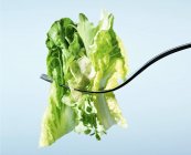 Зеленый салат на вилке — стоковое фото