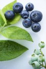 Fresh blueberries with leaves — Stock Photo