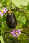 Eggplant Growing on Plant — Stock Photo
