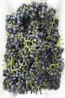 Uvas negras frescas recogidas - foto de stock