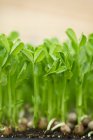Green growig Sunflower Sprouts — Stock Photo