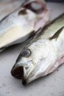 Свіжі весь coalfish — стокове фото