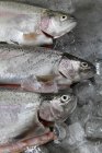Fresh Trout fish on ice — Stock Photo