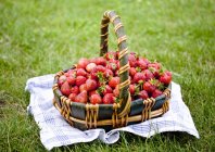 Panier de fraises fraîchement cueillies — Photo de stock