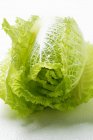 Fresh Chinese cabbage — Stock Photo