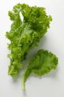 Chinese cabbage with curly leaves — Stock Photo