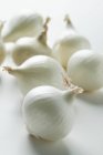 Petits oignons blancs — Photo de stock