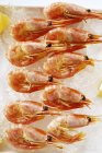 Boiled shrimps on crushed ice — Stock Photo