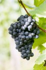 Bunch of red wine black grapes — Stock Photo