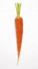 Zanahoria fresca madura - foto de stock