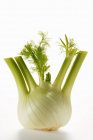 Fresh fennel bulb — Stock Photo
