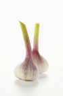 Fresh ripe Garlic — Stock Photo