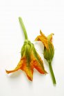 Свежие цветы кабачка — стоковое фото