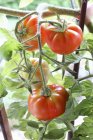Red tomatoes on vine — Stock Photo
