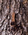 Рукавички в дерев'яній ложці — стокове фото