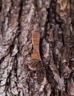 Тмин на деревянной ложке — стоковое фото