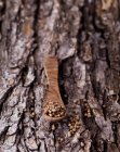 Семена кориандра в деревянной ложке — стоковое фото