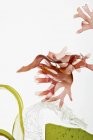 Closeup view of varieties of seaweed on white background — Stock Photo