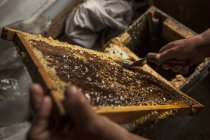 Apicultor com favos de mel nas mãos — Fotografia de Stock