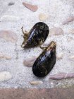 Fresh raw mussels — Stock Photo