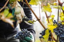 Працівник збирає чорний виноград — стокове фото