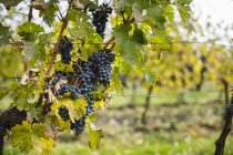 Червоне вино чорного винограду — стокове фото