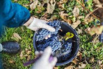Worker collecting red wine grapes — Stock Photo