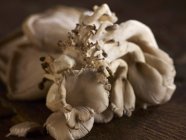 Свежие устричные грибы — стоковое фото