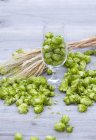 Closeup view of hops and ears of barley — Stock Photo