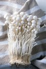Fresh enoki mushrooms — Stock Photo