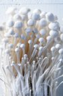 Close up de cogumelos enoki — Fotografia de Stock