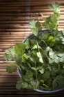 Tazón de cilantro fresco - foto de stock