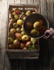Verschiedene Arten von Äpfeln — Stockfoto