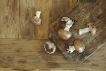 Каштановий гриби, великим планом — стокове фото