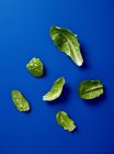 Тому листя салату — стокове фото