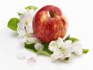 Mela con fiore di melo — Foto stock