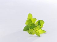 Folhas frescas de manjerona — Fotografia de Stock