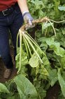 Framer harvesting horseradish — Stock Photo