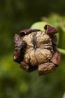 Closeup view of a one walnut hanging on a tree — Stock Photo