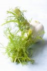 Fresh green fennel — Stock Photo