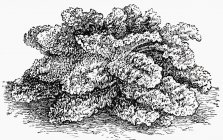 Black and white illustration of curly kale bush — Stock Photo