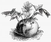 Кольраби, черно-белая иллюстрация — стоковое фото