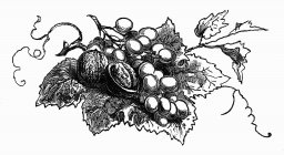 Nozes e uvas na folha — Fotografia de Stock