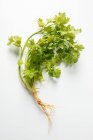 Fresh picked Coriander with roots — Stock Photo