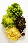 Verschiedene Salatblätter — Stockfoto