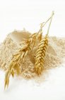 Farine complète aux épis de céréales — Photo de stock