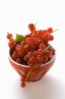 Ribes rosso fresco maturo — Foto stock