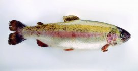 Fresh brook trout fish — Stock Photo