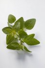 Свіжого листя майорану — стокове фото