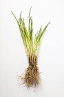 Erba cipollina fresca raccolta con radici — Foto stock